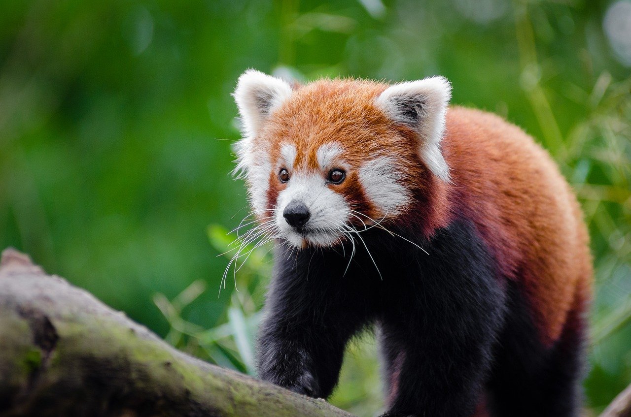 [19 September 2023] अंतर्राष्ट्रीय लाल पांडा दिवस (International Red Panda Day 2023)